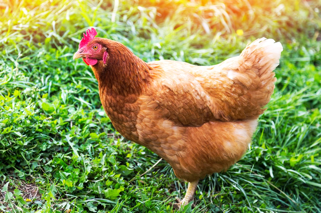 co2 til stressfri kylling , bedre dyrevelfærd ved brug af gas, forbedring i fødevarer industri 